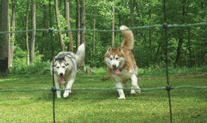 Electric Fence Netting Archives - Electric Fence products and netting for  horses, cattle, small animals